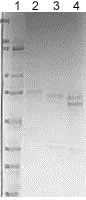 SDS-PAGE - Recombinant human Transferrin protein (AB83560)