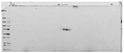 SDS-PAGE - Recombinant human Transferrin protein (AB83560)