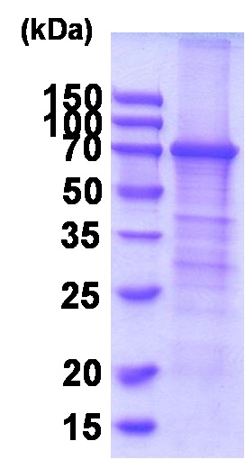 SDS-PAGE - Recombinant Human Transferrin Receptor protein (denatured) (AB202198), expandable thumbnail