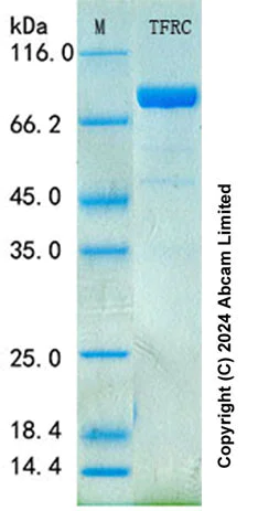 SDS-PAGE - Recombinant Human Transferrin Receptor Protein Standard (His tag) (AB322088)