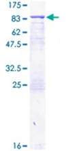 SDS-PAGE - Recombinant Human Transglutaminase 2 protein (GST tag N-Terminus) (AB152748)