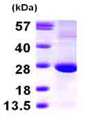 SDS-PAGE - Recombinant Human Translin/TSN protein (AB99862)