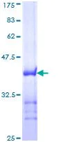 SDS-PAGE - Recombinant Human Transportin 1/MIP protein (AB114514)