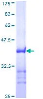 SDS-PAGE - Recombinant Human Transportin 1/MIP protein (AB114514)