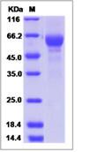 SDS-PAGE - Recombinant Human TRAP alpha/TRAPA protein (Fc Chimera) (AB276662)