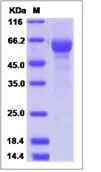 SDS-PAGE - Recombinant Human TRAP alpha/TRAPA protein (Fc Chimera) (AB276662)