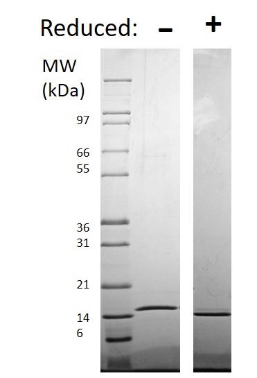 Recombinant human TRAP/CD40L protein (Active)