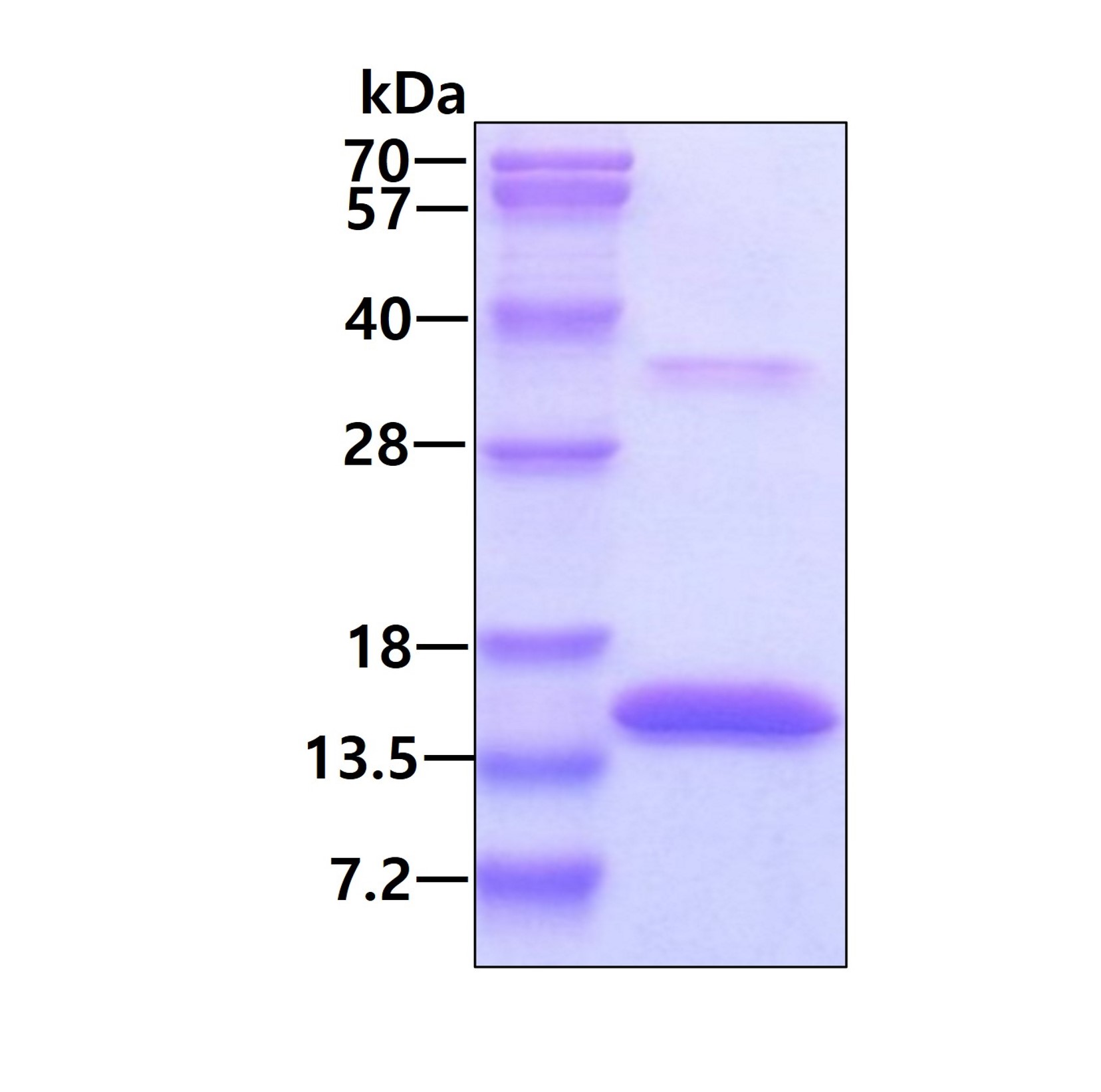 SDS-PAGE - Recombinant Human TRAP/CD40L Protein (Active) (AB283907), expandable thumbnail