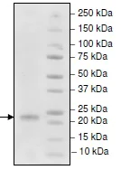 SDS-PAGE - Recombinant Human TRAP/CD40L protein (His tag) (AB216257)