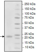 SDS-PAGE - Recombinant Human TRAP/CD40L protein (His tag N-Terminus) (AB216257)