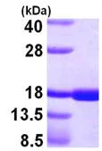 SDS-PAGE - Recombinant Human TRAP/CD40L protein (Soluble) (AB105610)