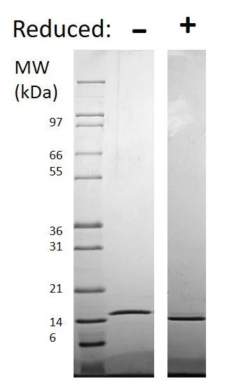 SDS-PAGE - Recombinant human TRAP/CD40L protein (Soluble, Animal Free) (AB179625)