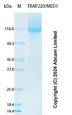 SDS-PAGE - Recombinant Human TRAP220/MED1 Protein Standard (AB323092)