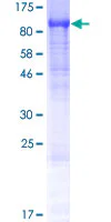 SDS-PAGE - Recombinant Human TRAPPC11 protein (GST tag N-Terminus) (AB163740)