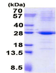 SDS-PAGE - Recombinant Human TRAPPC4 protein (AB136708)