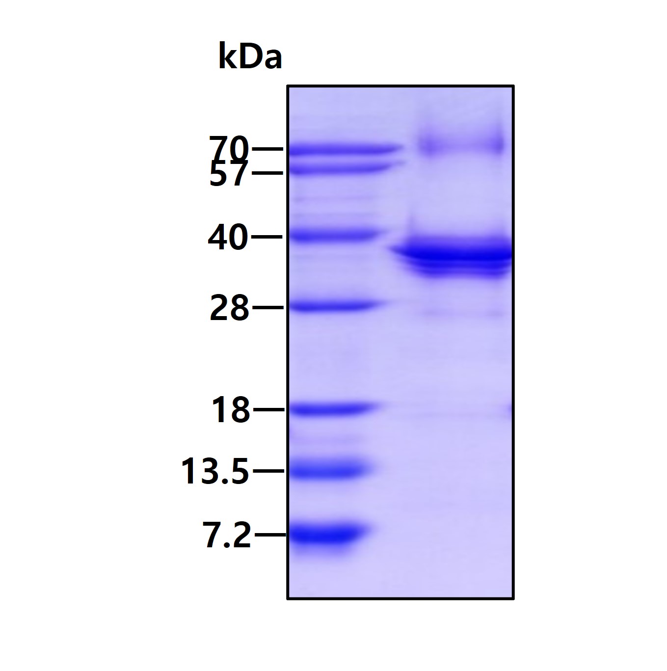 SDS-PAGE - Recombinant Human TRAX protein (AB137155)