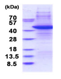 SDS-PAGE - Recombinant Human TRBP protein (denatured) (AB181920)