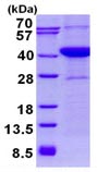 SDS-PAGE - Recombinant Human TRC40 protein (AB134590), expandable thumbnail
