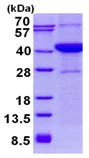 SDS-PAGE - Recombinant Human TRC40 protein (AB134590)