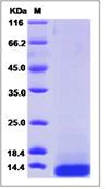 SDS-PAGE - Recombinant Human Trefoil Factor 3 protein (His tag) (AB276726)