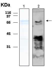 Western blot - Recombinant Human TRF1 protein (AB116406)