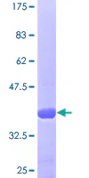 SDS-PAGE - Recombinant Human TRF41 protein (GST tag N-Terminus) (AB161265)