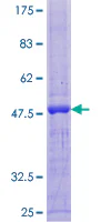SDS-PAGE - Recombinant Human Triadin protein (GST tag N-Terminus) (AB160954)
