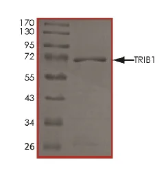 SDS-PAGE - Recombinant Human TRIB1 protein (GST tag N-Terminus) (AB186079)