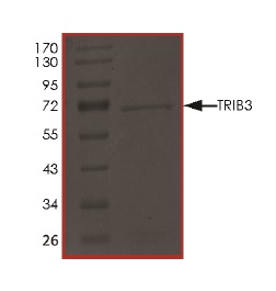 SDS-PAGE - Recombinant Human TRIB3 protein (AB186077), expandable thumbnail