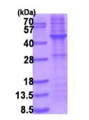 SDS-PAGE - Recombinant Human TRIB3 protein (denatured) (His tag N-Terminus) (AB202154)