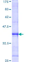 SDS-PAGE - Recombinant Human TRIF protein (GST tag N-Terminus) (AB153605)