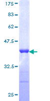 SDS-PAGE - Recombinant Human TRIM21/SS-A protein (GST tag N-Terminus) (AB114611)