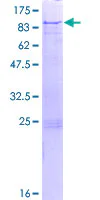 SDS-PAGE - Recombinant Human TRIM29 protein (GST tag N-Terminus) (AB153244)