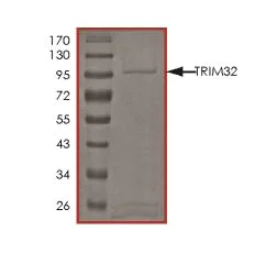 SDS-PAGE - Recombinant Human TRIM32 protein (Tagged) (AB269065)