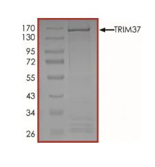 SDS-PAGE - Recombinant human TRIM37/MUL protein (Active) (AB269066)