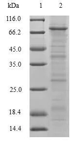 SDS-PAGE - Recombinant Human TRIM5 alpha protein (Tagged) (AB239570)