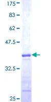 SDS-PAGE - Recombinant Human TRIM68 protein (GST tag N-Terminus) (AB162969)
