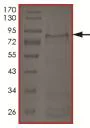 SDS-PAGE - Recombinant human TRIO protein (Active) (AB217836)