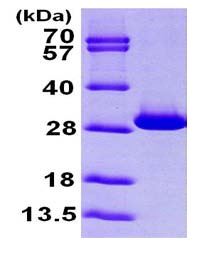 SDS-PAGE - Recombinant Human Triosephosphate isomerase protein (AB100826), expandable thumbnail