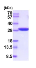 SDS-PAGE - Recombinant human Triosephosphate isomerase protein (Active) (His tag N-Terminus) (AB224782)