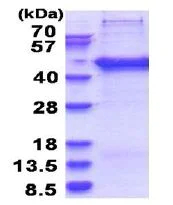 SDS-PAGE - Recombinant Human TRIP-Br2 protein (His tag N-Terminus) (AB180305)