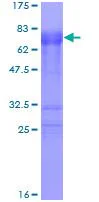 SDS-PAGE - Recombinant Human Tristetraprolin/TTP protein (GST tag N-Terminus) (AB112374)