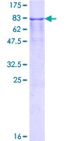 SDS-PAGE - Recombinant Human TRK fused gene protein (GST tag N-Terminus) (AB153070)