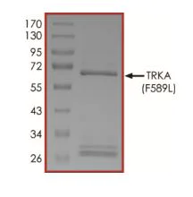 SDS-PAGE - Recombinant human TrkA (mutated F589L) protein (Active) (AB269068)