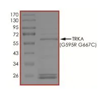 SDS-PAGE - Recombinant human TrkA (mutated G595R + G667C) protein (Active) (AB269071)