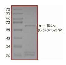 SDS-PAGE - Recombinant human TrkA (mutated G595R + L657M) protein (Active) (AB269073), expandable thumbnail