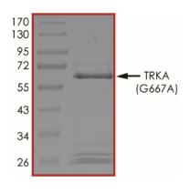 SDS-PAGE - Recombinant human TrkA (mutated G667R) protein (Active) (AB269075), expandable thumbnail