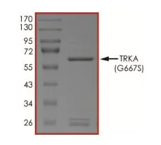 SDS-PAGE - Recombinant human TrkA (mutated G667S) protein (Active) (AB269077)