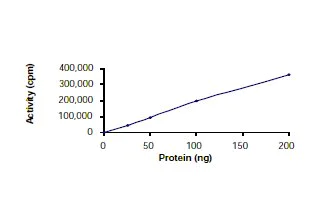 Functional Studies - Recombinant human TrkB protein (AB56652)