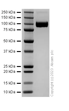 SDS-PAGE - Recombinant Human TrkB protein (Fc Chimera) (AB310805)
